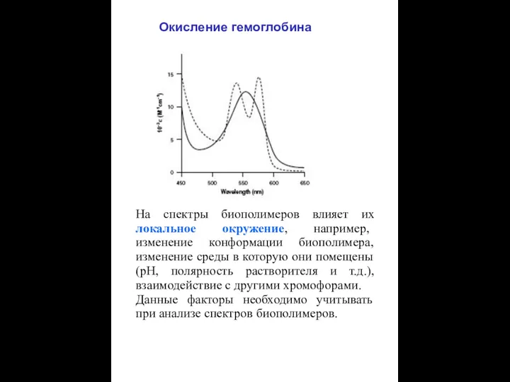 Окисление гемоглобина На спектры биополимеров влияет их локальное окружение, например, изменение конформации