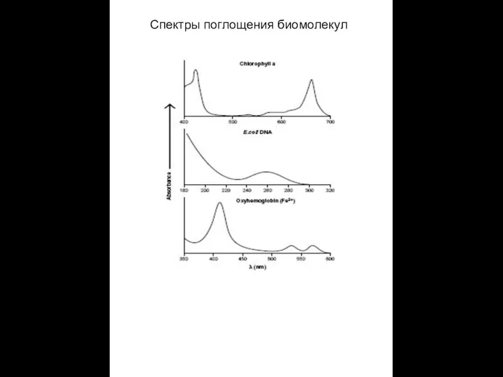 Спектры поглощения биомолекул
