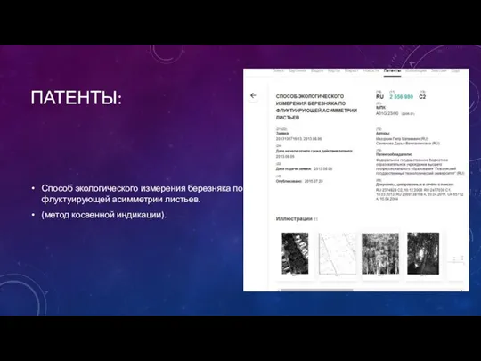 ПАТЕНТЫ: Способ экологического измерения березняка по флуктуирующей асимметрии листьев. (метод косвенной индикации).