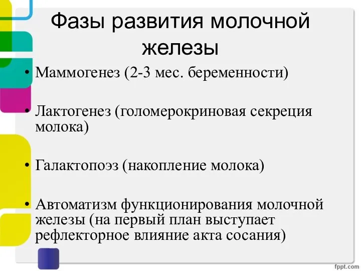 Фазы развития молочной железы Маммогенез (2-3 мес. беременности) Лактогенез (голомерокриновая секреция молока)