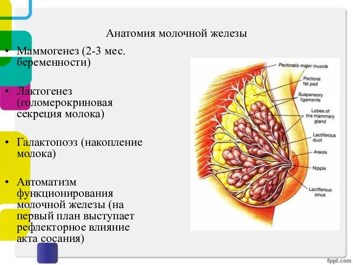 Анатомия молочной железы Маммогенез (2-3 мес. беременности) Лактогенез (голомерокриновая секреция молока) Галактопоэз