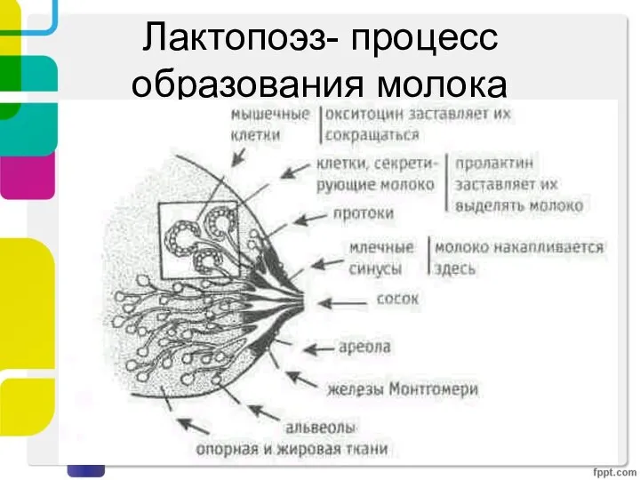 Лактопоэз- процесс образования молока