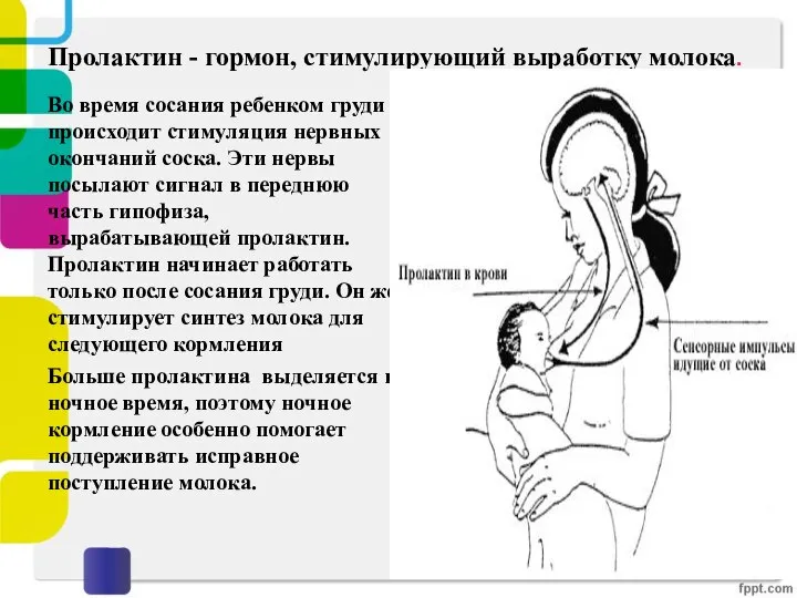 Пролактин - гормон, стимулирующий выработку молока. Во время сосания ребенком груди происходит