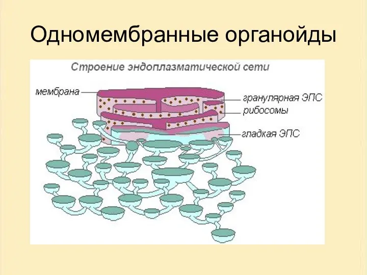 Одномембранные органойды