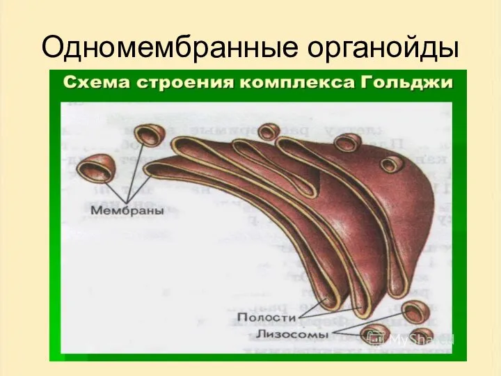 Одномембранные органойды