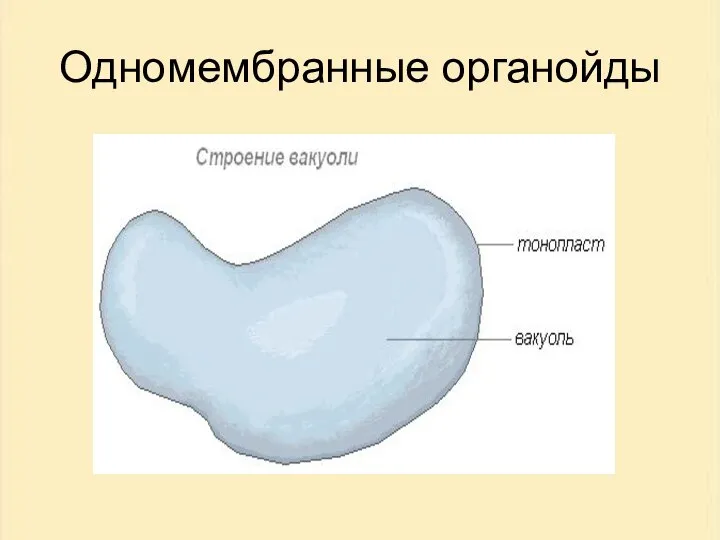 Одномембранные органойды