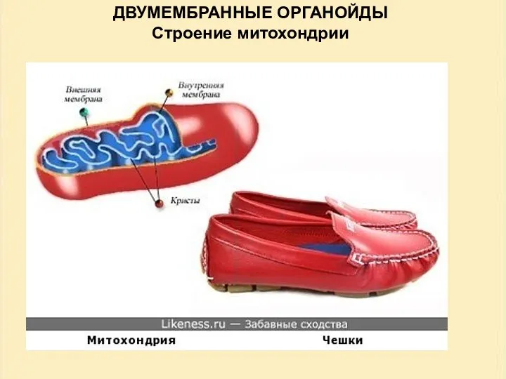 ДВУМЕМБРАННЫЕ ОРГАНОЙДЫ Строение митохондрии