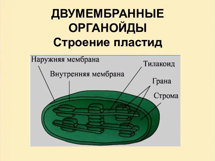 ДВУМЕМБРАННЫЕ ОРГАНОЙДЫ Строение пластид