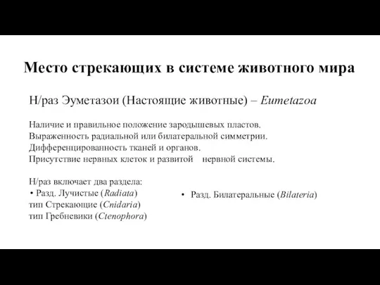 Место стрекающих в системе животного мира Н/раз Эуметазои (Настоящие животные) – Eumetazoa