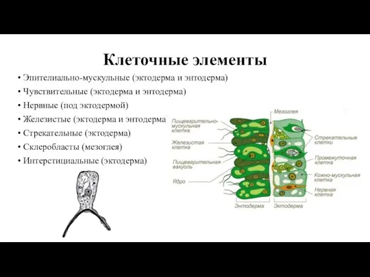 Клеточные элементы Эпителиально-мускульные (эктодерма и энтодерма) Чувствительные (эктодерма и энтодерма) Нервные (под