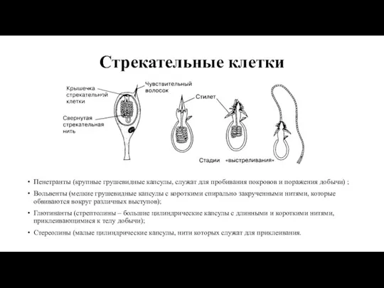 Стрекательные клетки Пенетранты (крупные грушевидные капсулы, служат для пробивания покровов и поражения