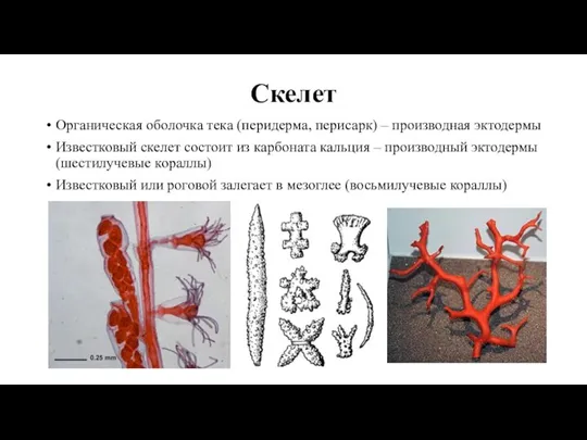 Скелет Органическая оболочка тека (перидерма, перисарк) – производная эктодермы Известковый скелет состоит