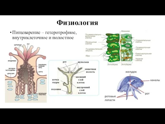 Физиология Пищеварение – гетеротрофное, внутриклеточное и полостное
