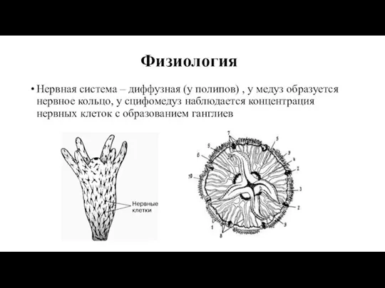 Физиология Нервная система – диффузная (у полипов) , у медуз образуется нервное