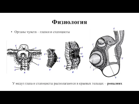 Органы чувств – глазки и статоцисты Физиология У медуз глаза и статоцисты