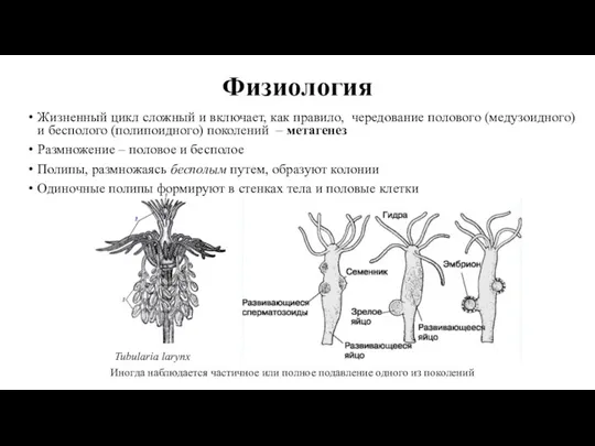 Физиология Жизненный цикл сложный и включает, как правило, чередование полового (медузоидного) и