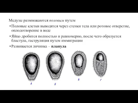 Медузы размножаются половым путем Половые клетки выводятся через стенки тела или ротовое