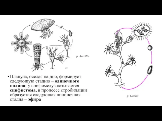 Планула, оседая на дно, формирует следующую стадию – одиночного полипа; у сцифомедуз