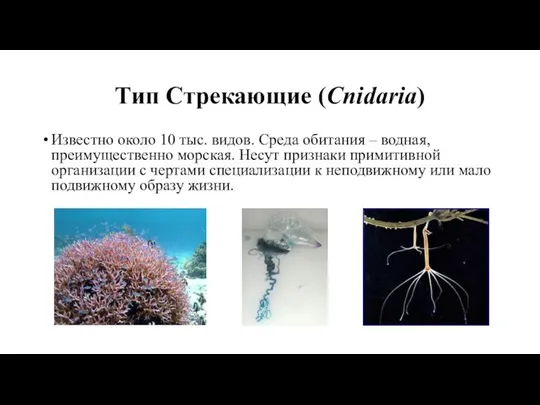 Тип Стрекающие (Cnidaria) Известно около 10 тыс. видов. Среда обитания – водная,