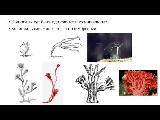 Полипы могут быть одиночные и колониальные Колониальные: моно-, ди- и полиморфные
