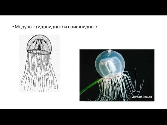 Медузы : гидроидные и сцифоидные