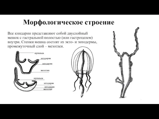 Морфологическое строение Все книдарии представляют собой двуслойный мешок с гастральной полостью (или