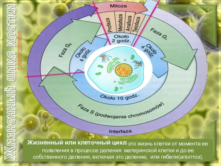 – это жизнь клетки от момента ее появления в процессе деления материнской