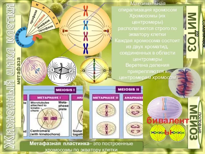 МИТОЗ соматические половые метафаза Метафазная пластинка– это построенные хромосомы по экватору клетки