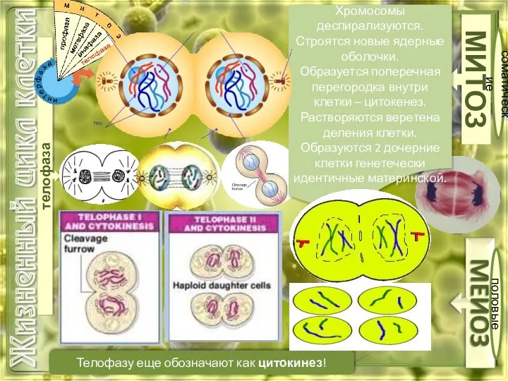 МИТОЗ соматические половые телофаза Телофазу еще обозначают как цитокинез! Хромосомы деспирализуются. Строятся