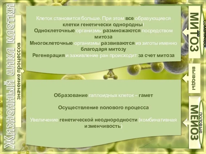 МИТОЗ соматические половые значение процессов Клеток становится больше. При этом все образующиеся