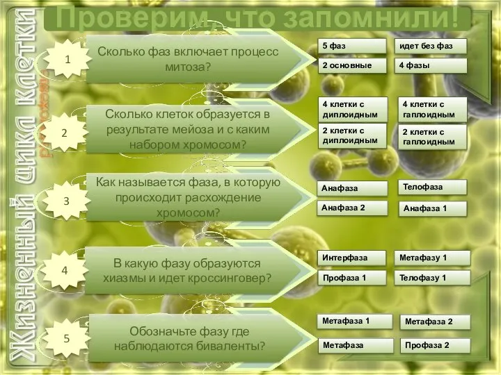 Сколько фаз включает процесс митоза? Сколько клеток образуется в результате мейоза и