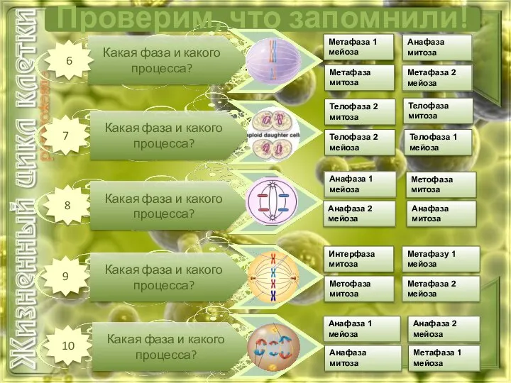 Какая фаза и какого процесса? 6 7 8 9 10 Метафаза 2