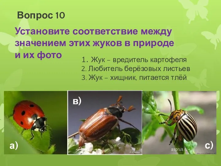 1. Жук – вредитель картофеля 2. Любитель берёзовых листьев 3. Жук –