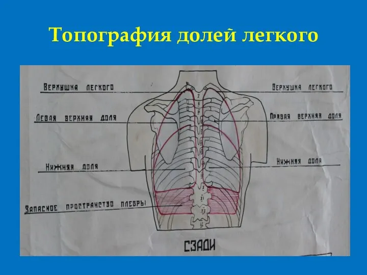 Топография долей легкого