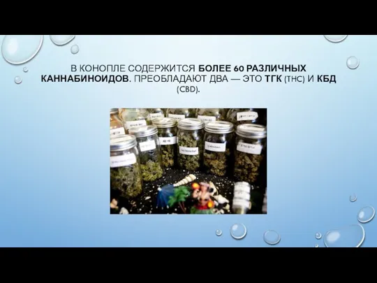 В КОНОПЛЕ СОДЕРЖИТСЯ БОЛЕЕ 60 РАЗЛИЧНЫХ КАННАБИНОИДОВ. ПРЕОБЛАДАЮТ ДВА — ЭТО ТГК (THC) И КБД (CBD).