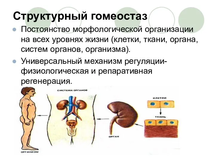 Структурный гомеостаз Постоянство морфологической организации на всех уровнях жизни (клетки, ткани, органа,