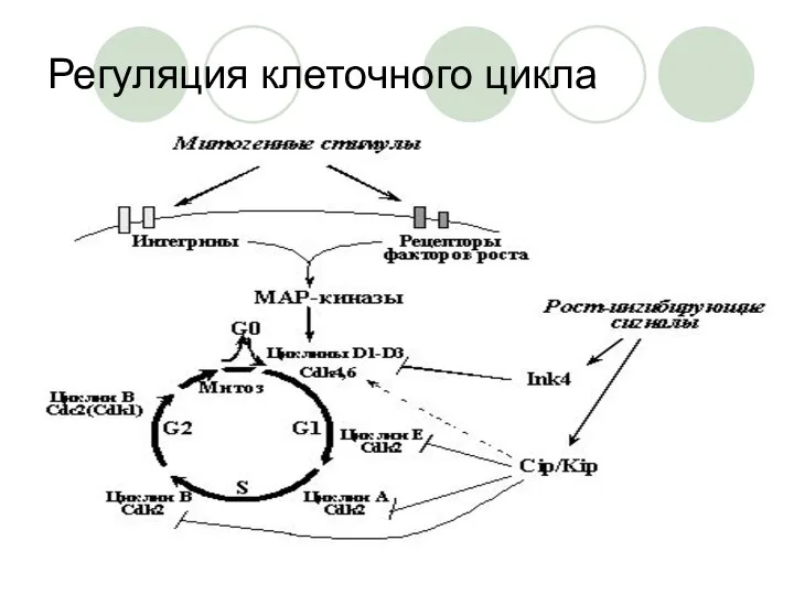 Регуляция клеточного цикла