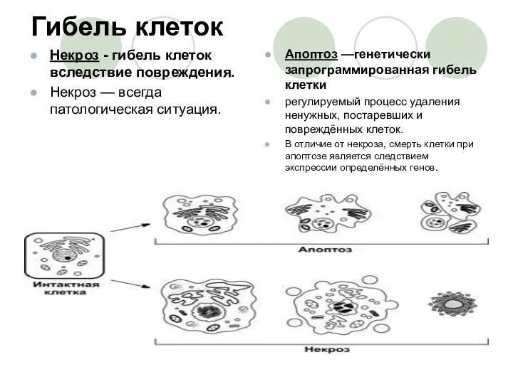 Гибель клеток Некроз - гибель клеток вследствие повреждения. Некроз — всегда патологическая