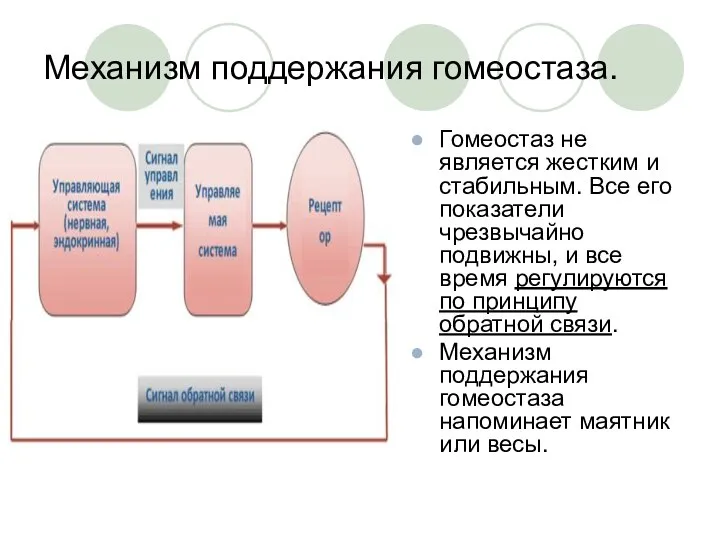 Механизм поддержания гомеостаза. Гомеостаз не является жестким и стабильным. Все его показатели