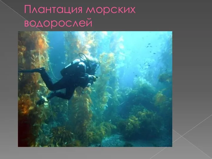 Плантация морских водорослей