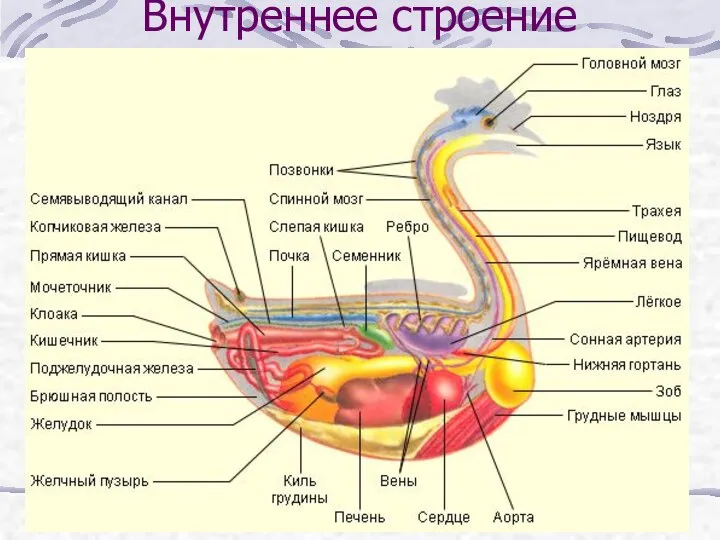 Внутреннее строение