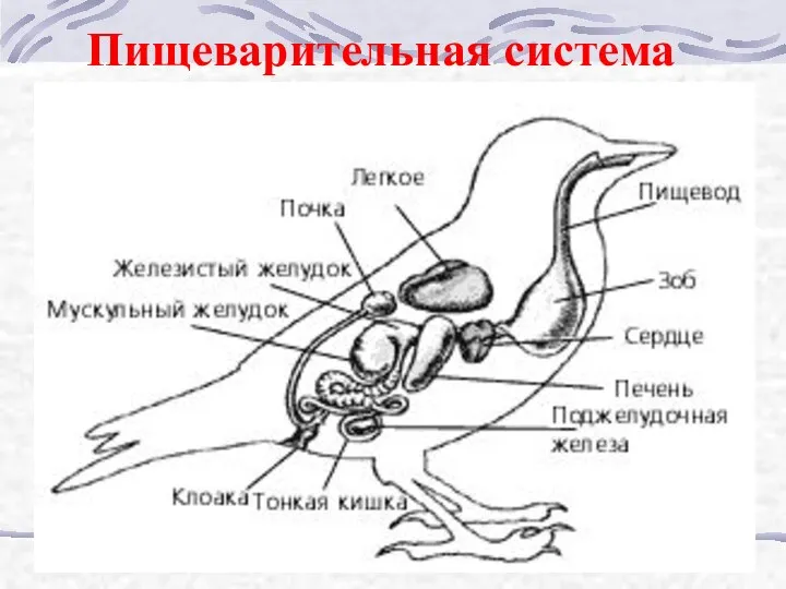 Пищеварительная система