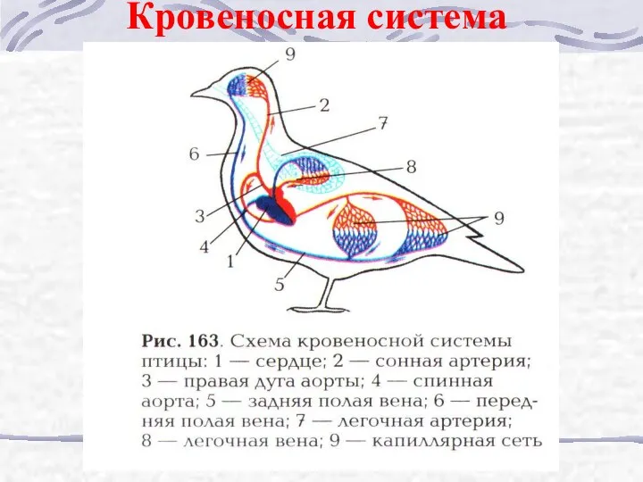 Кровеносная система