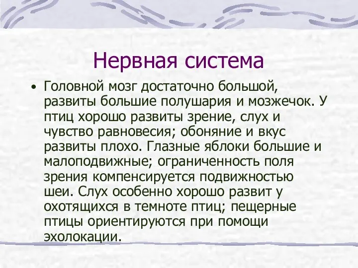 Нервная система Головной мозг достаточно большой, развиты большие полушария и мозжечок. У