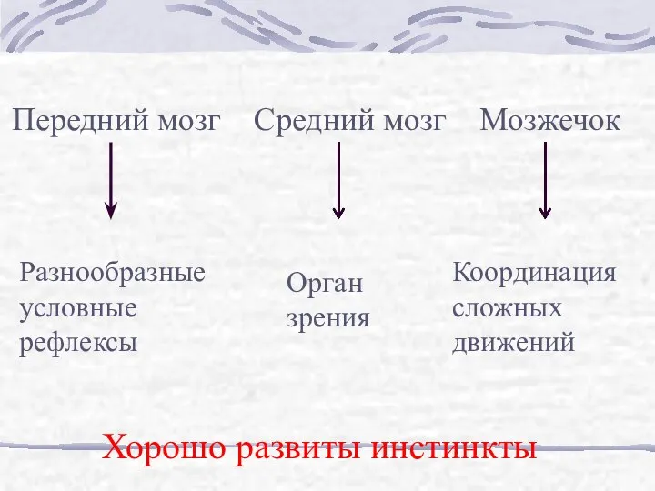 Передний мозг Средний мозг Мозжечок Разнообразные условные рефлексы Орган зрения Координация сложных движений Хорошо развиты инстинкты