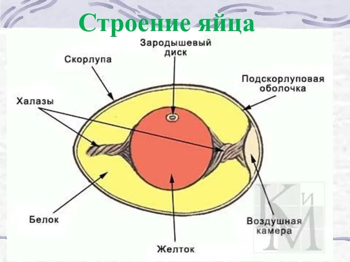 Строение яйца