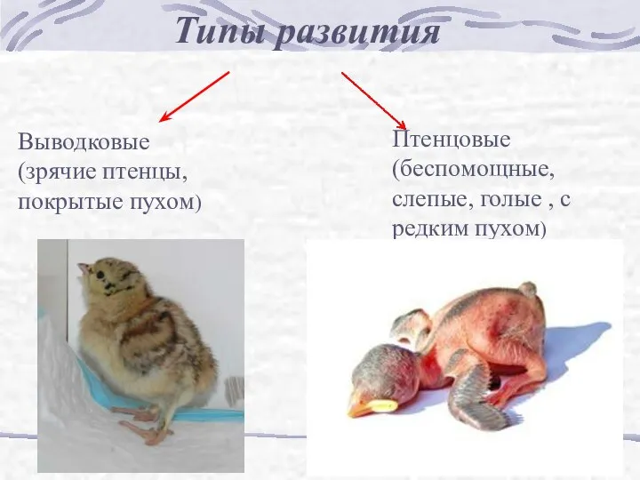 Типы развития Выводковые (зрячие птенцы, покрытые пухом) Птенцовые (беспомощные, слепые, голые , с редким пухом)