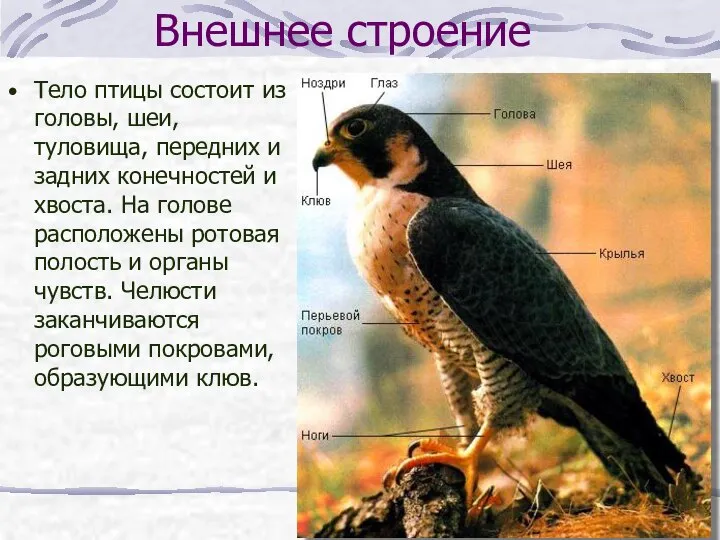 Внешнее строение Тело птицы состоит из головы, шеи, туловища, передних и задних