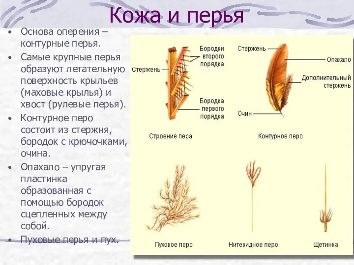 Кожа и перья Основа оперения – контурные перья. Самые крупные перья образуют