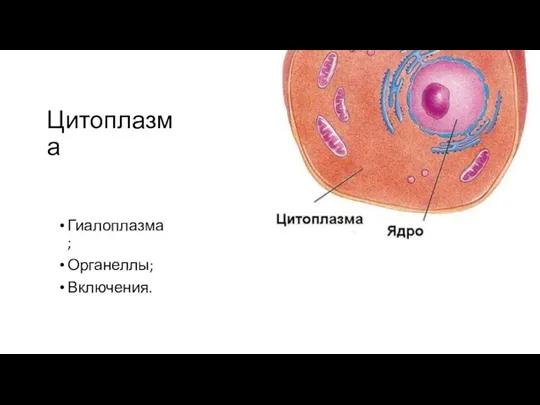 Цитоплазма Гиалоплазма; Органеллы; Включения.